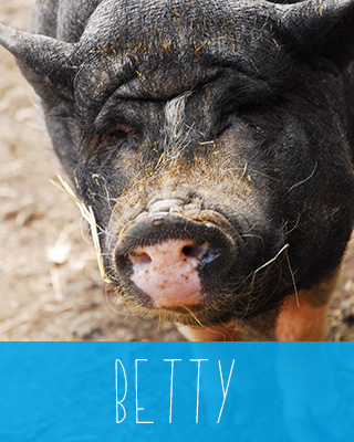 Betty die liebenswerte Schweinedame