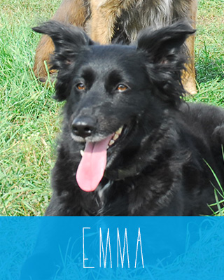 Emma der Hund
