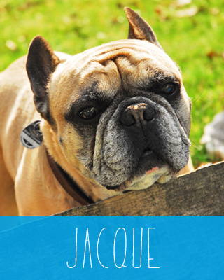 Jacque die liebenswerte französische Bulldogge