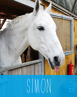 Simon das Pferd